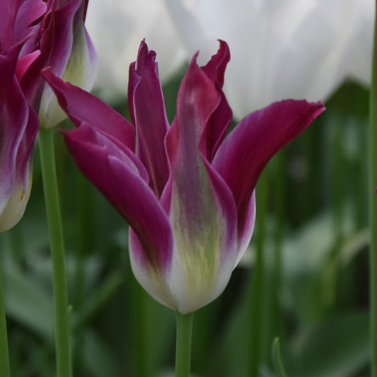 Tulipa Purple Dance