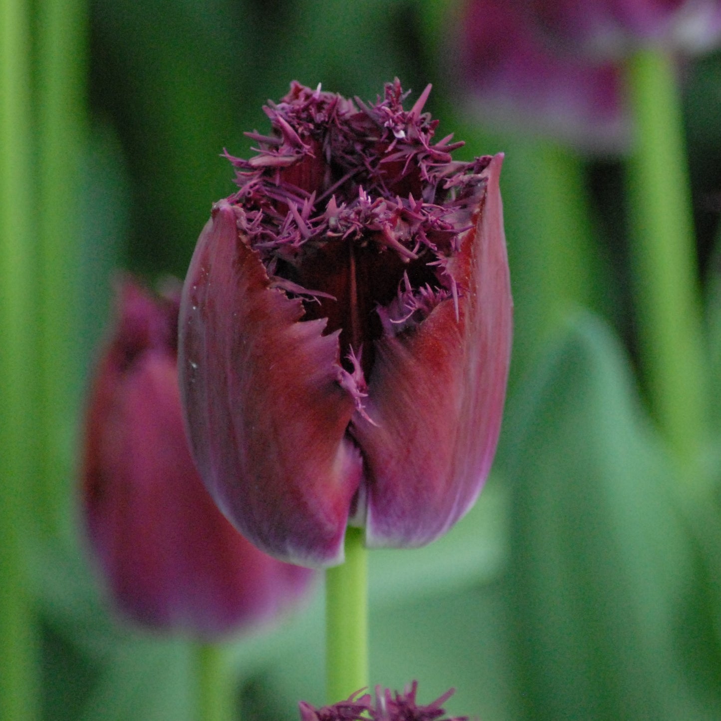 Tulipa Purple Crystal