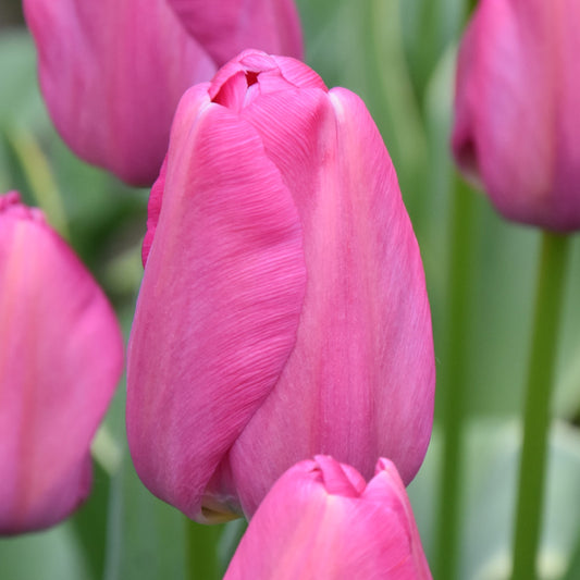 Tulipa Purple Pride