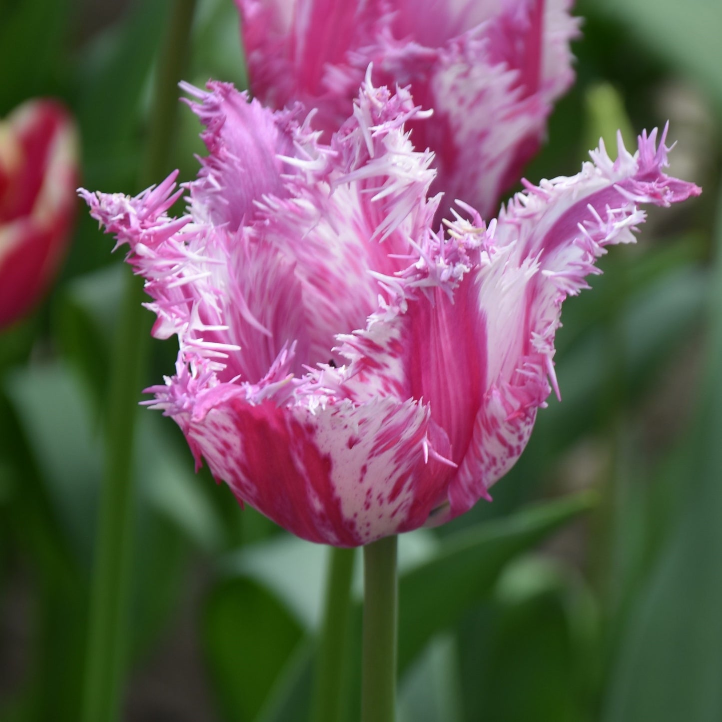 Tulipa Purple Circus