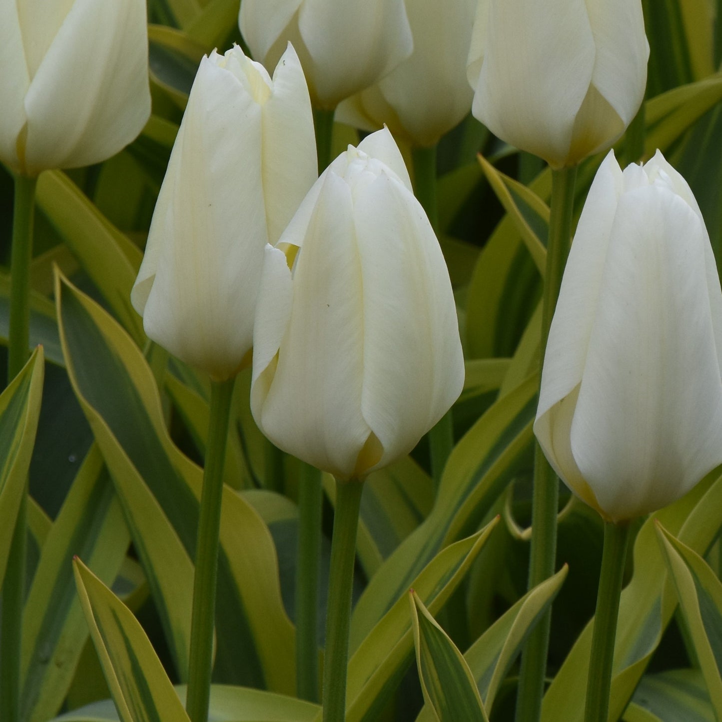 Tulipa Purissima Design