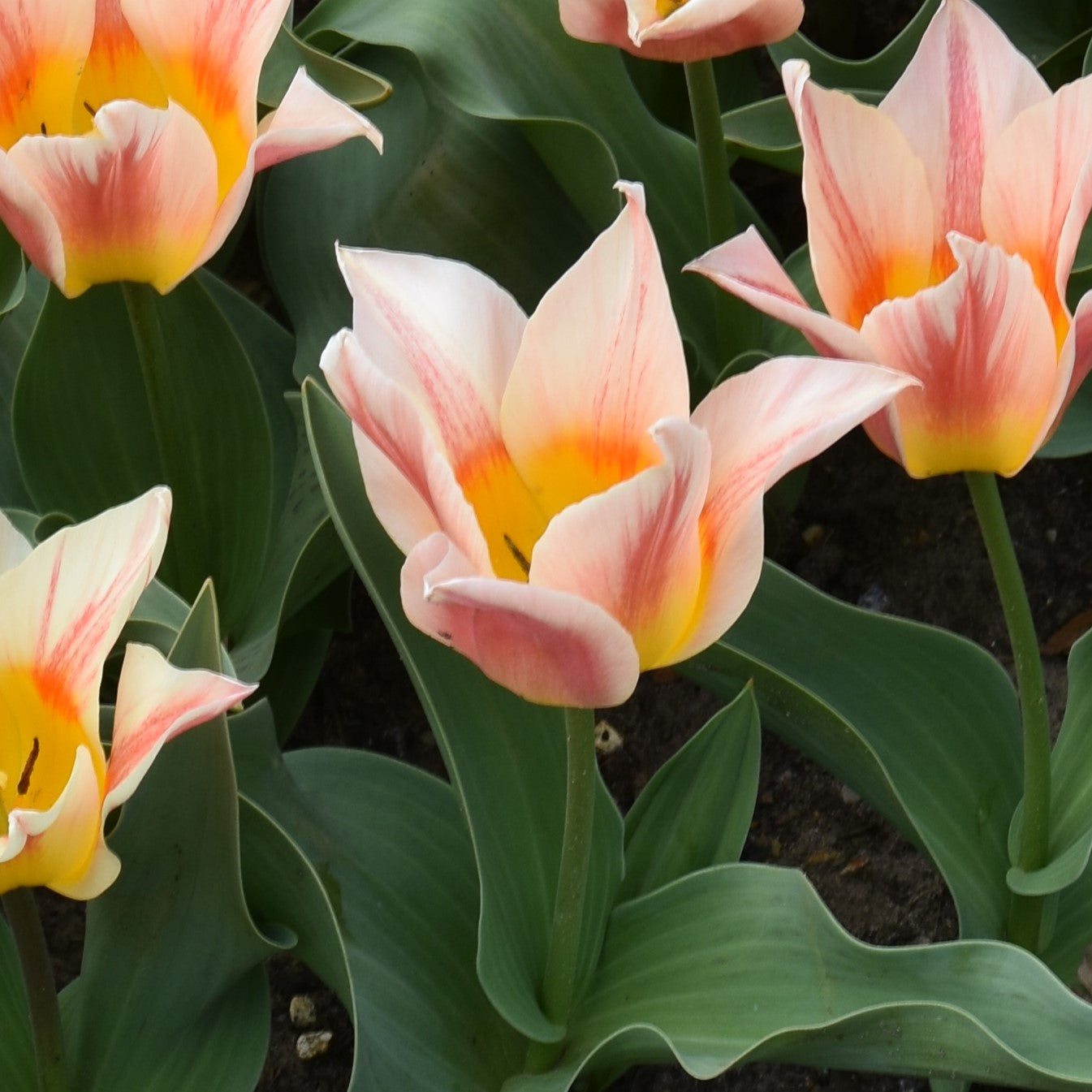 Tulipa Quebec