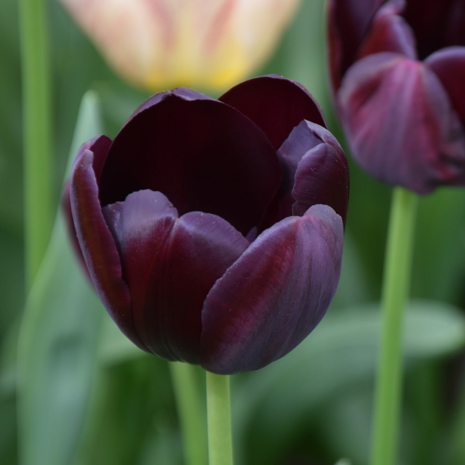 Tulipa Queen of Night