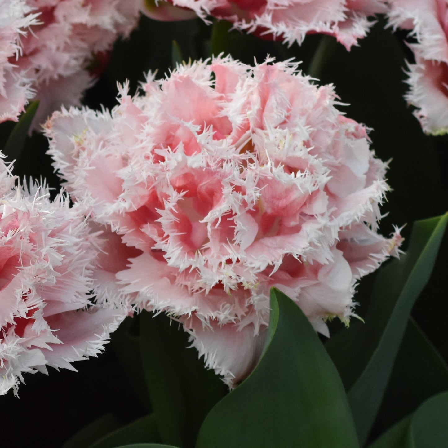 Tulipa Queensland