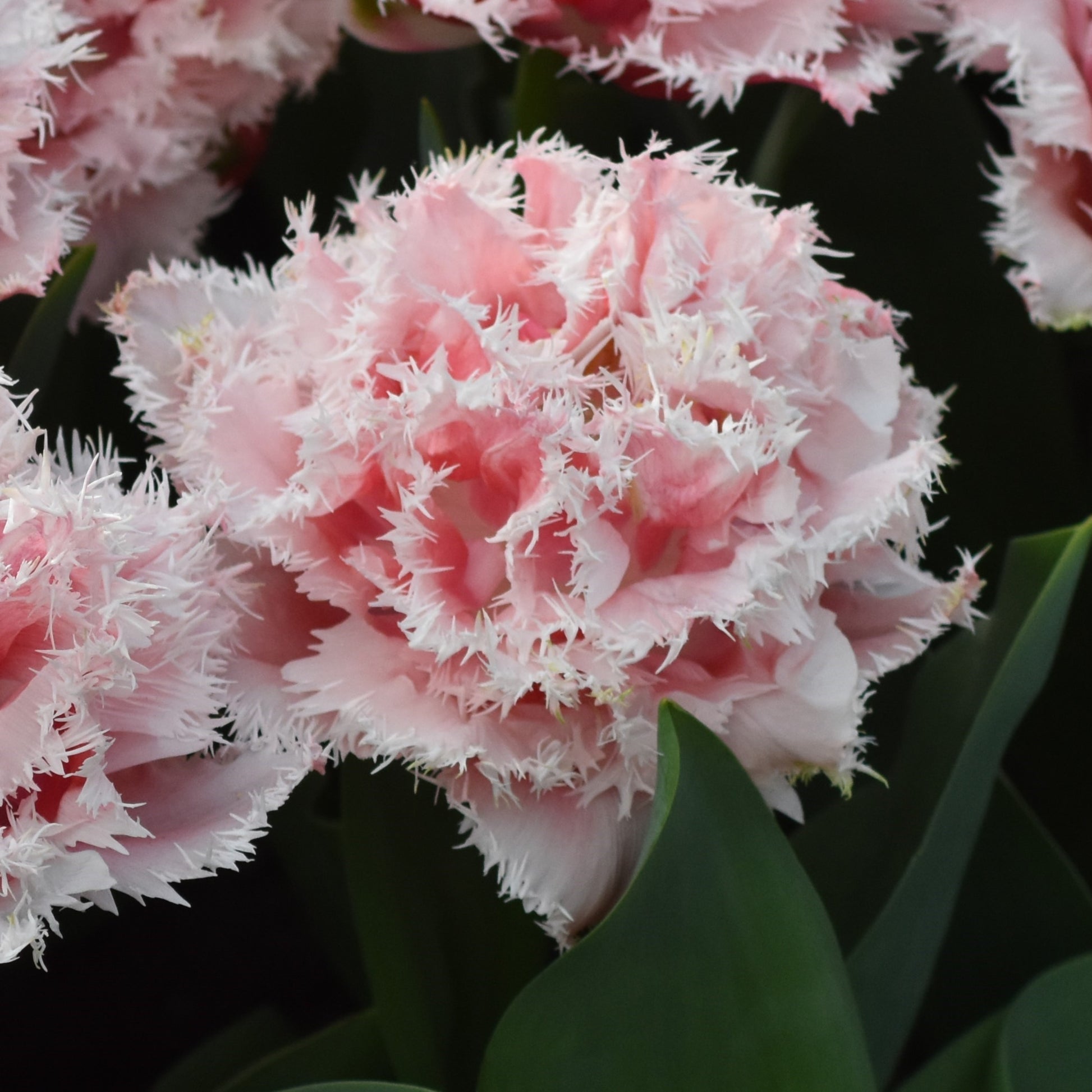 Tulipa Queensland