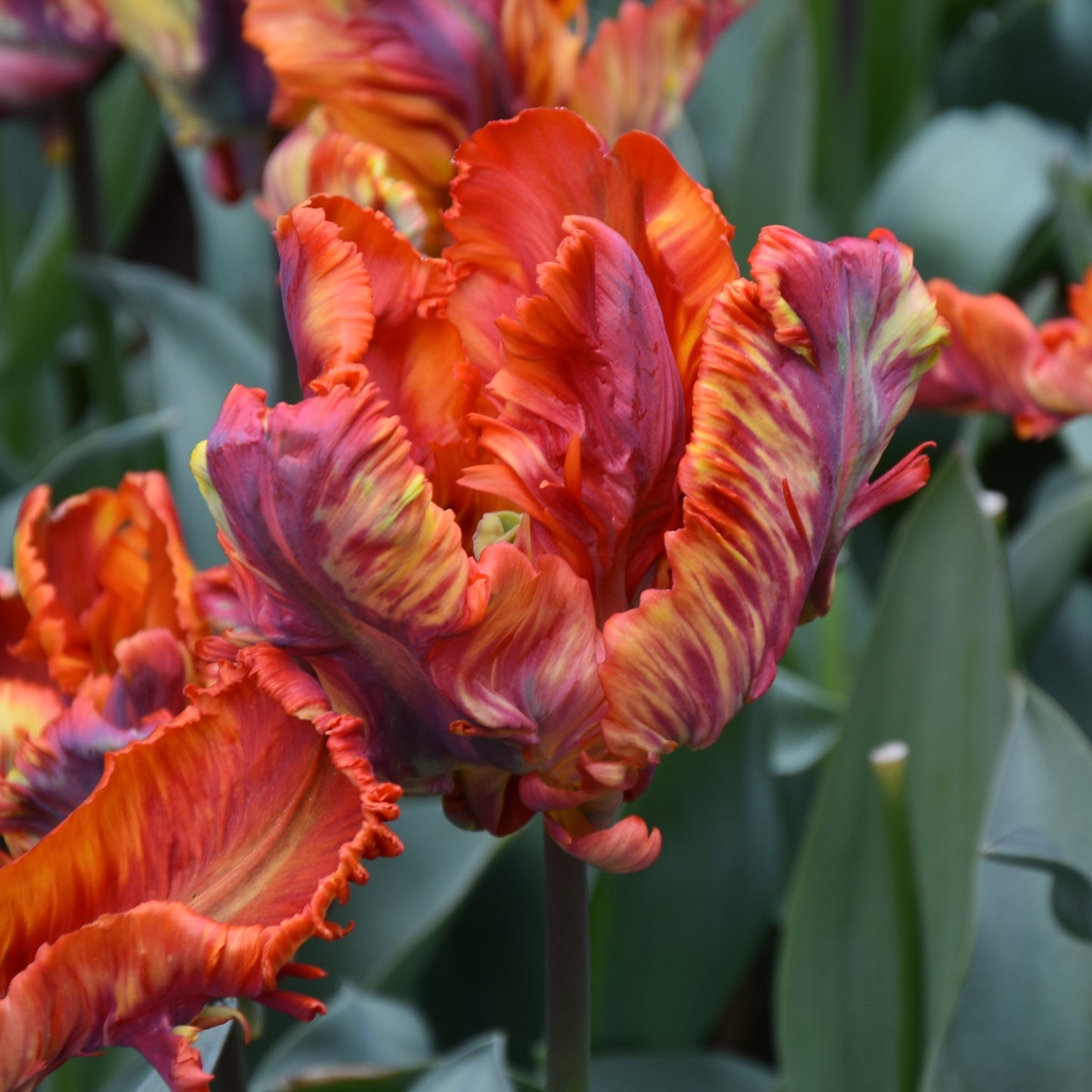 Tulipa Rasta Parrot