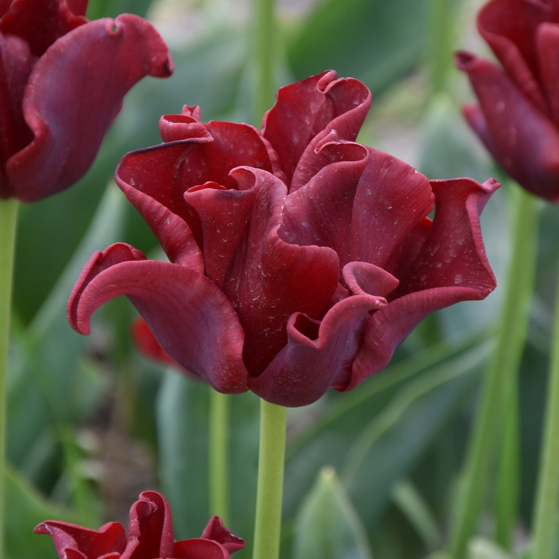 Tulipa Red Dress