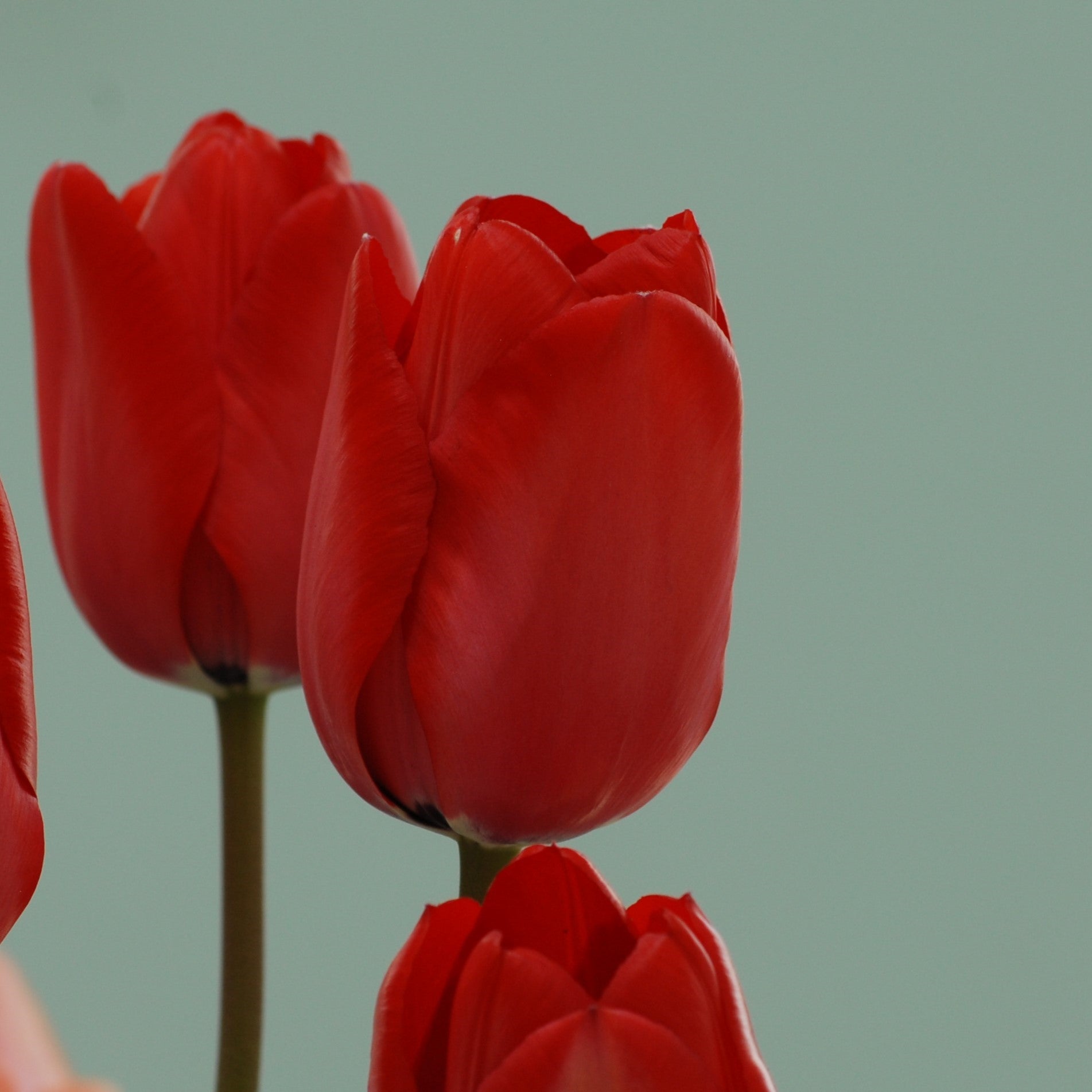 Tulipa Red Impression