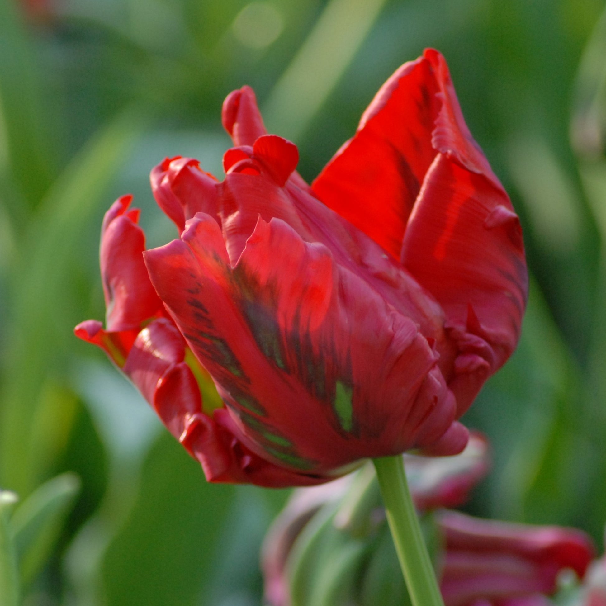 Tulipa Red Madonna