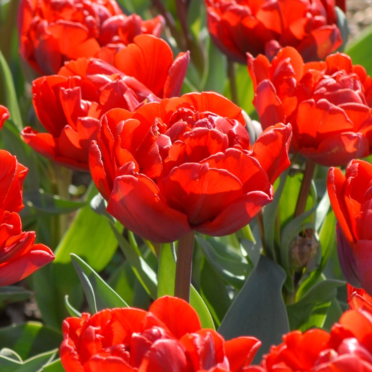 Tulipa Red Princess