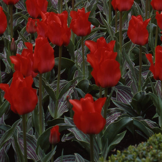 Tulipa Red Riding Hood