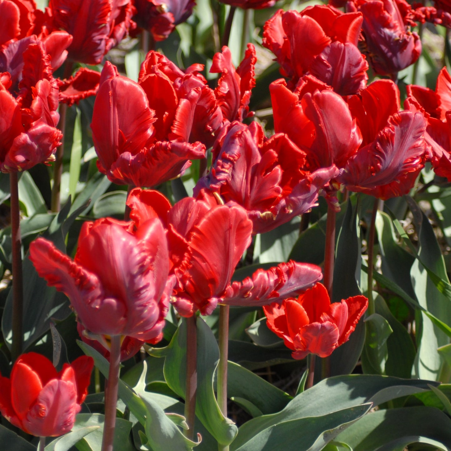 Tulipa Rococo