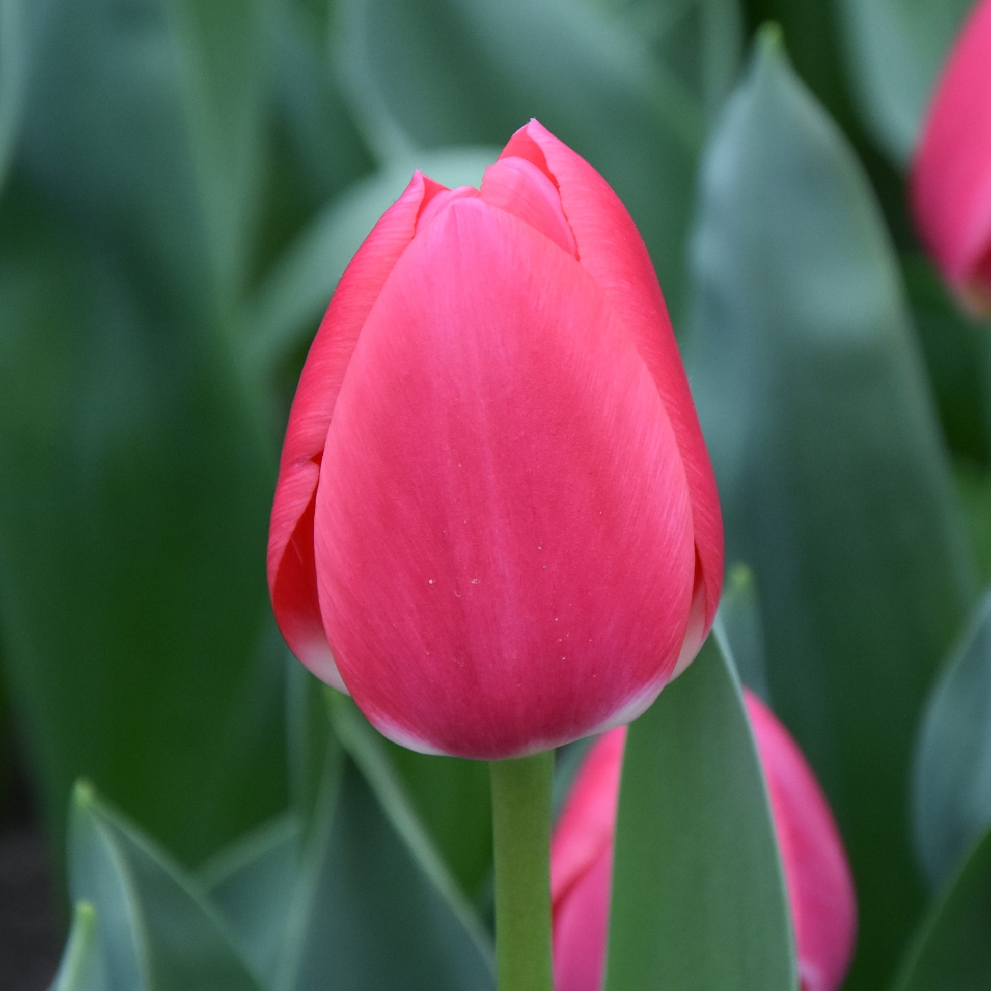 Tulipa Rosy Delight