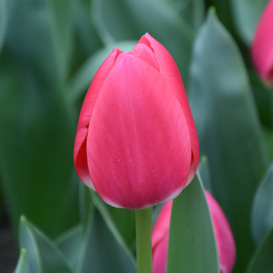 Tulipa Rosy Delight