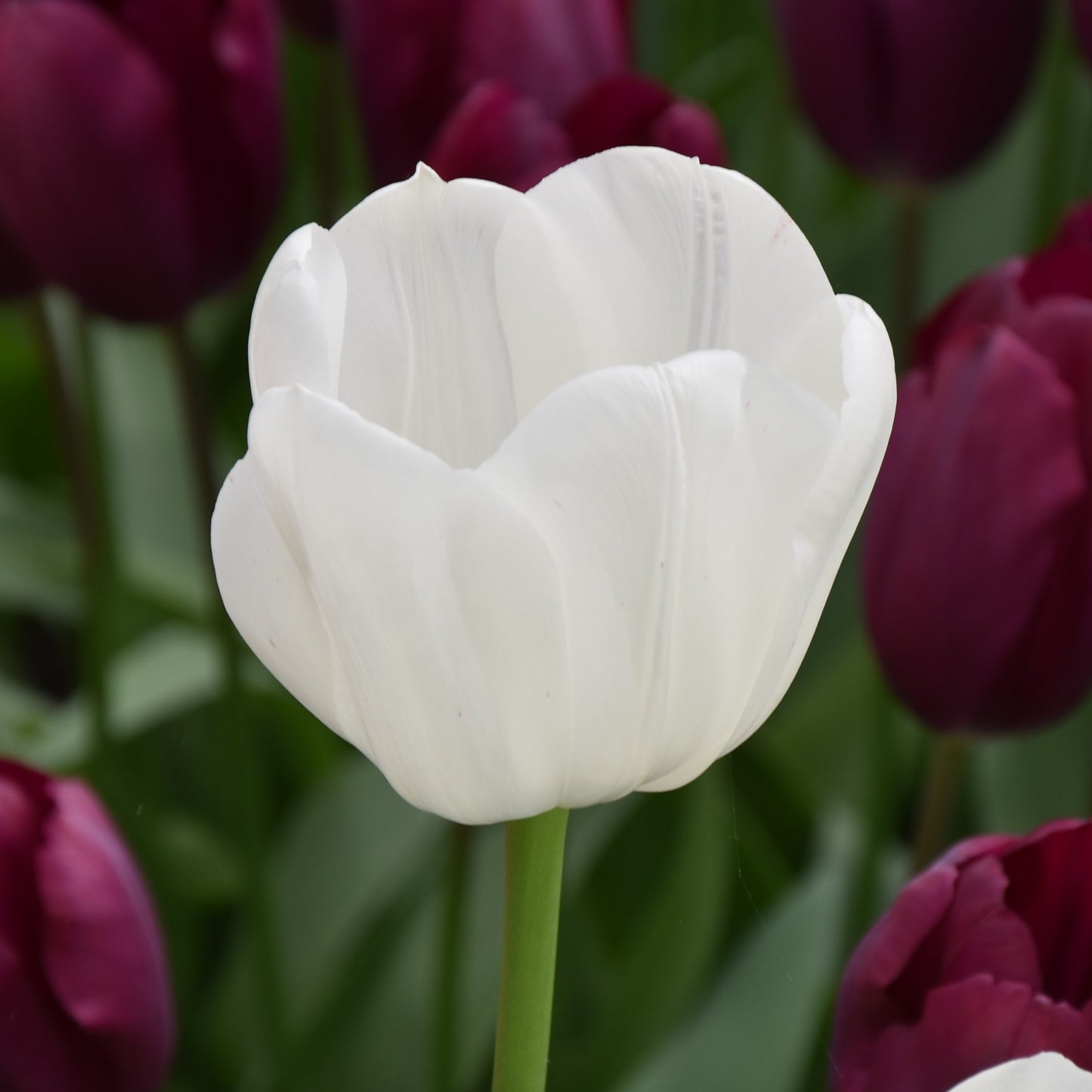 Tulipa Royal Virgin