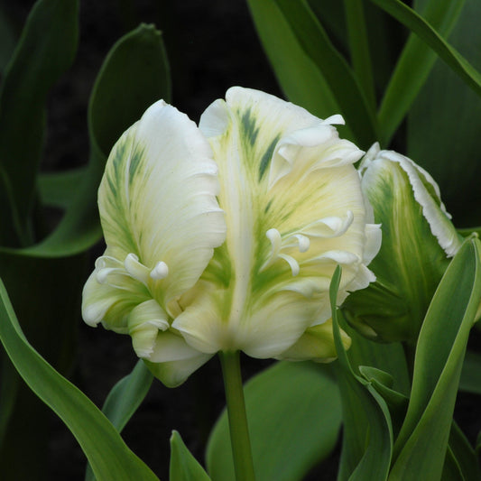 Tulipa Super Parrot