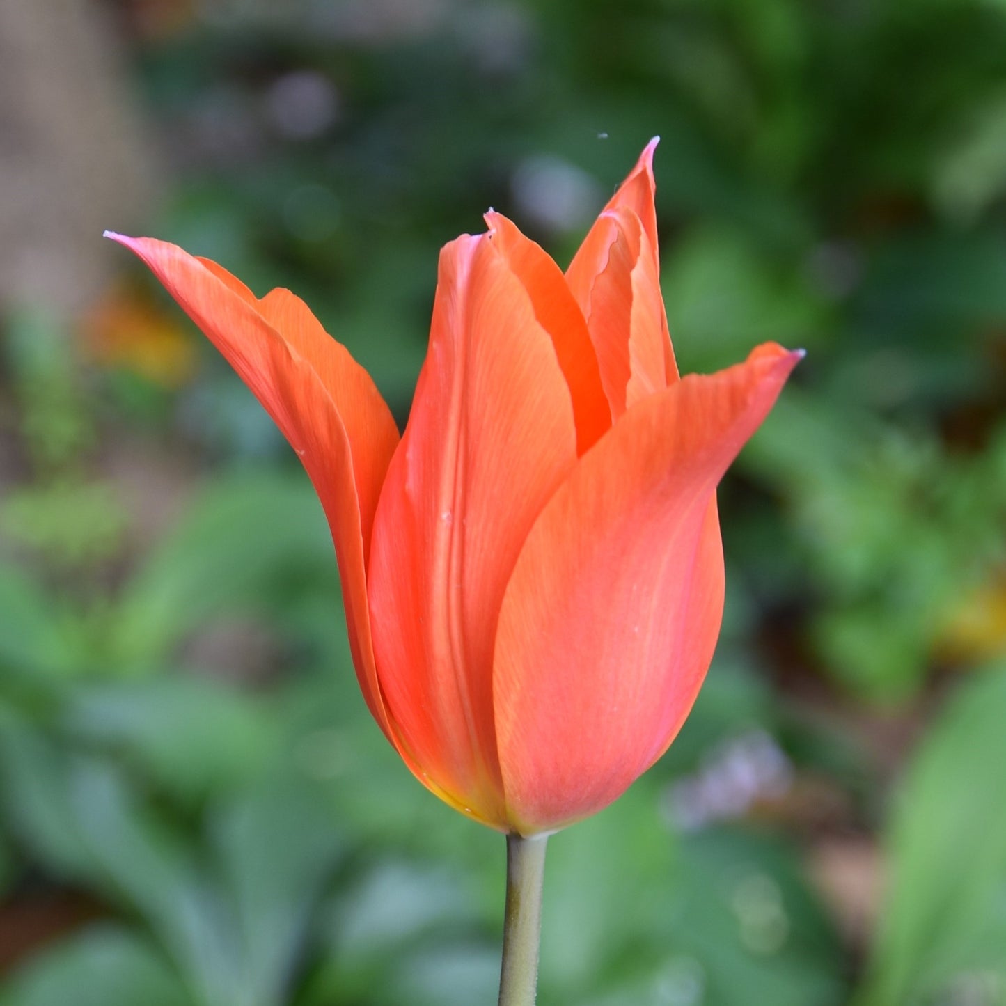 Tulipa Royal Charm syn. Dutch Dancer
