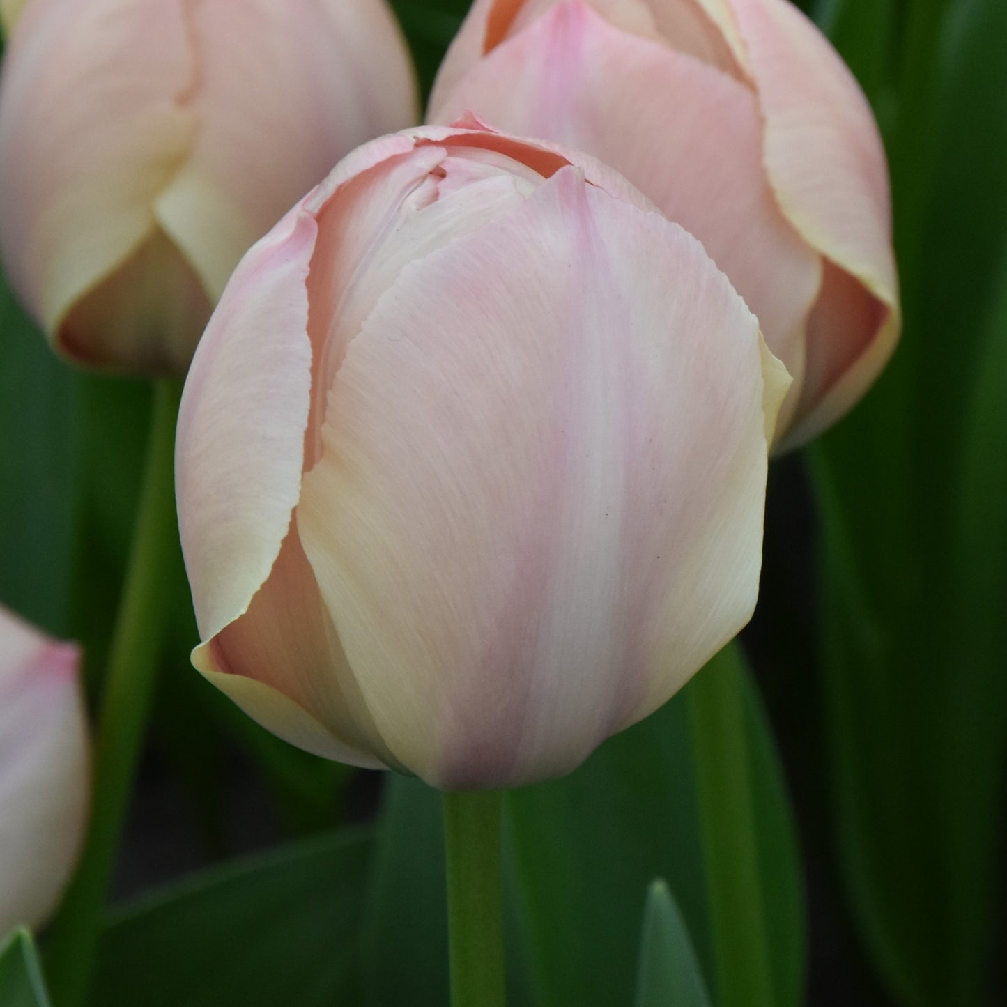 Tulipa Salmon Van Eijk