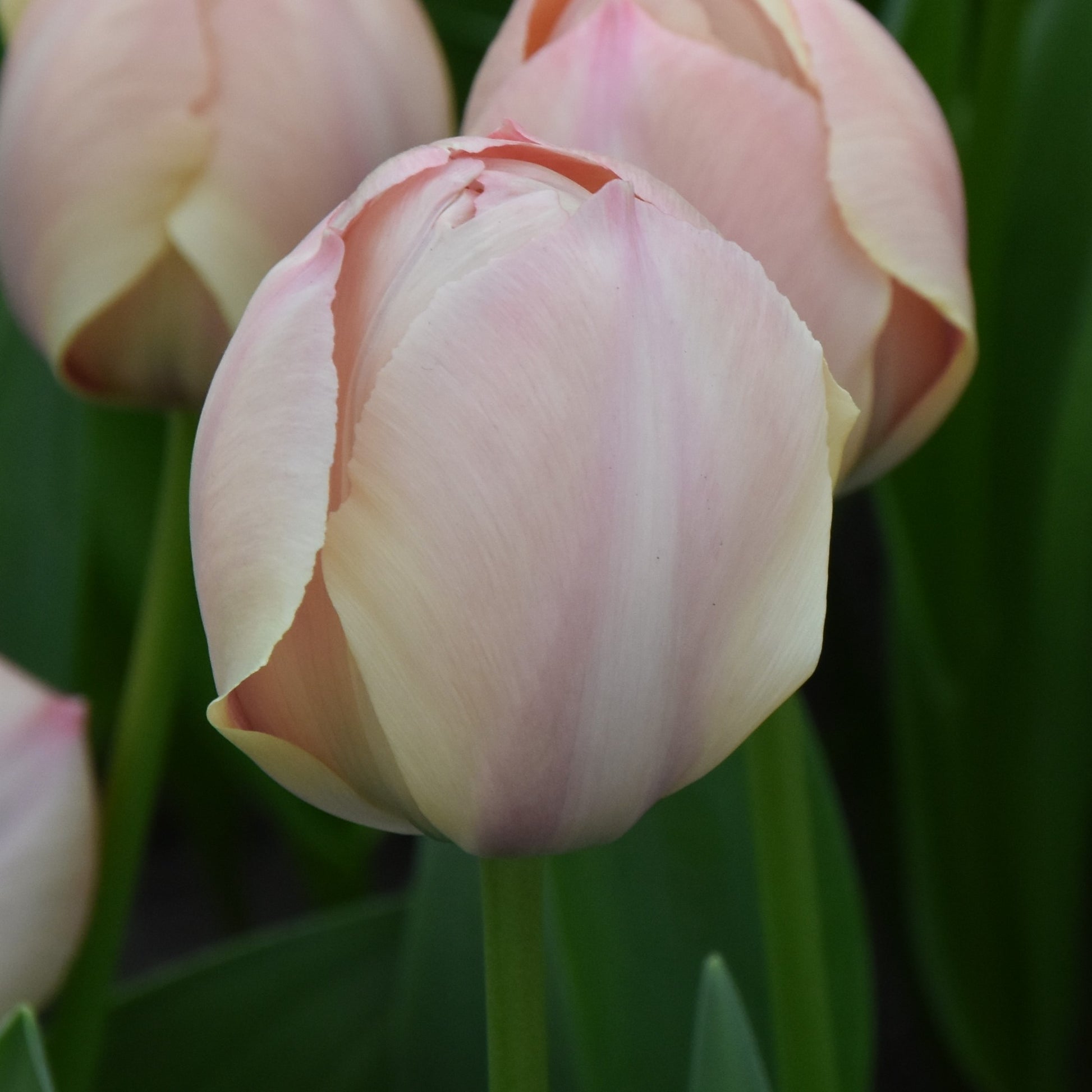 Tulipa Salmon Van Eijk