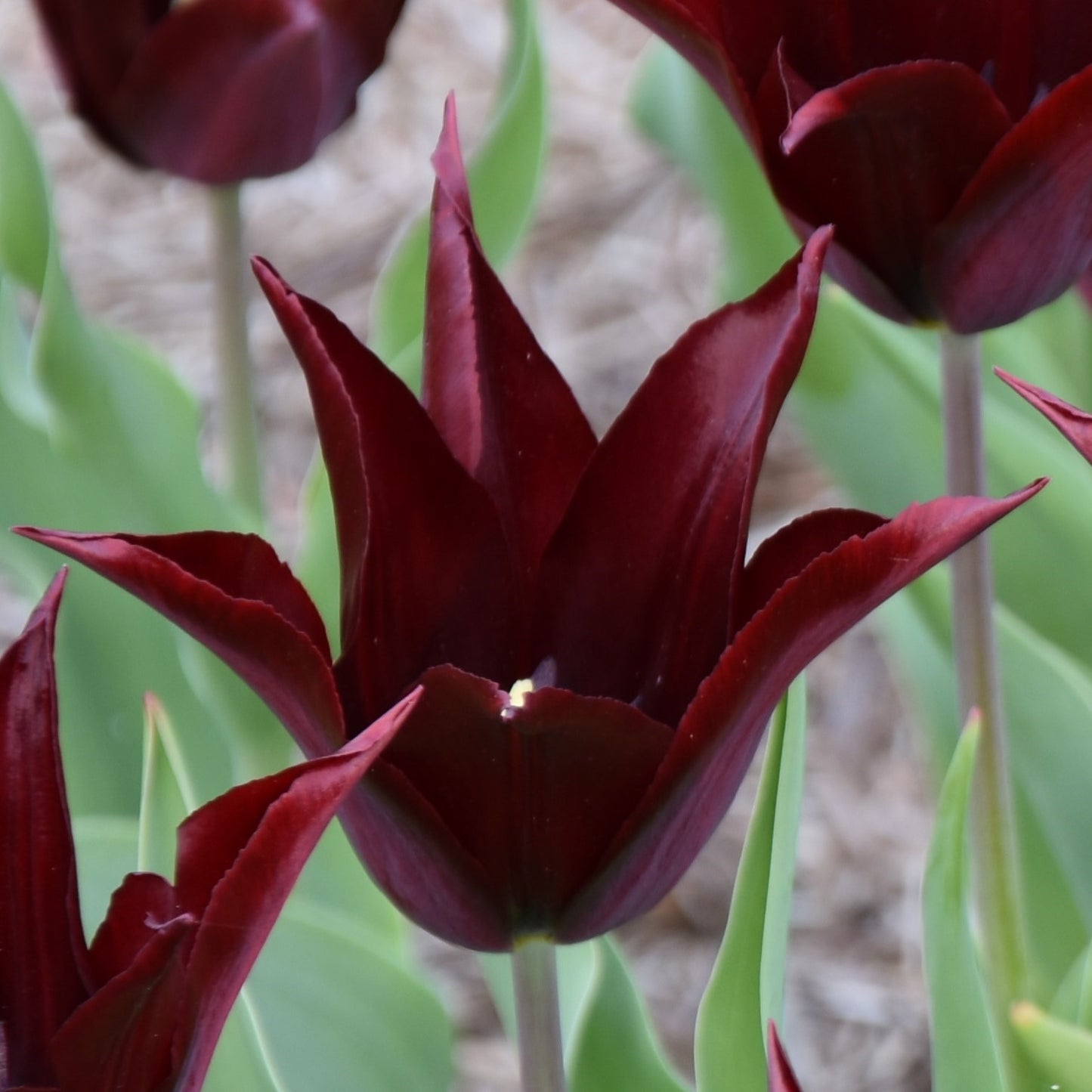 Tulipa Sarah Raven