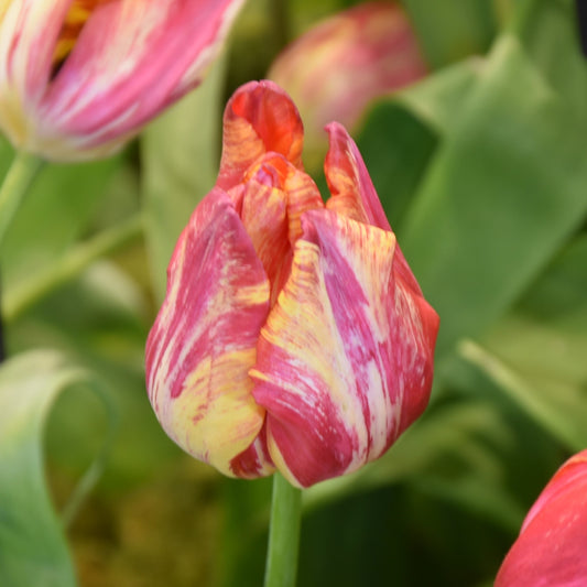 Tulipa Saskia