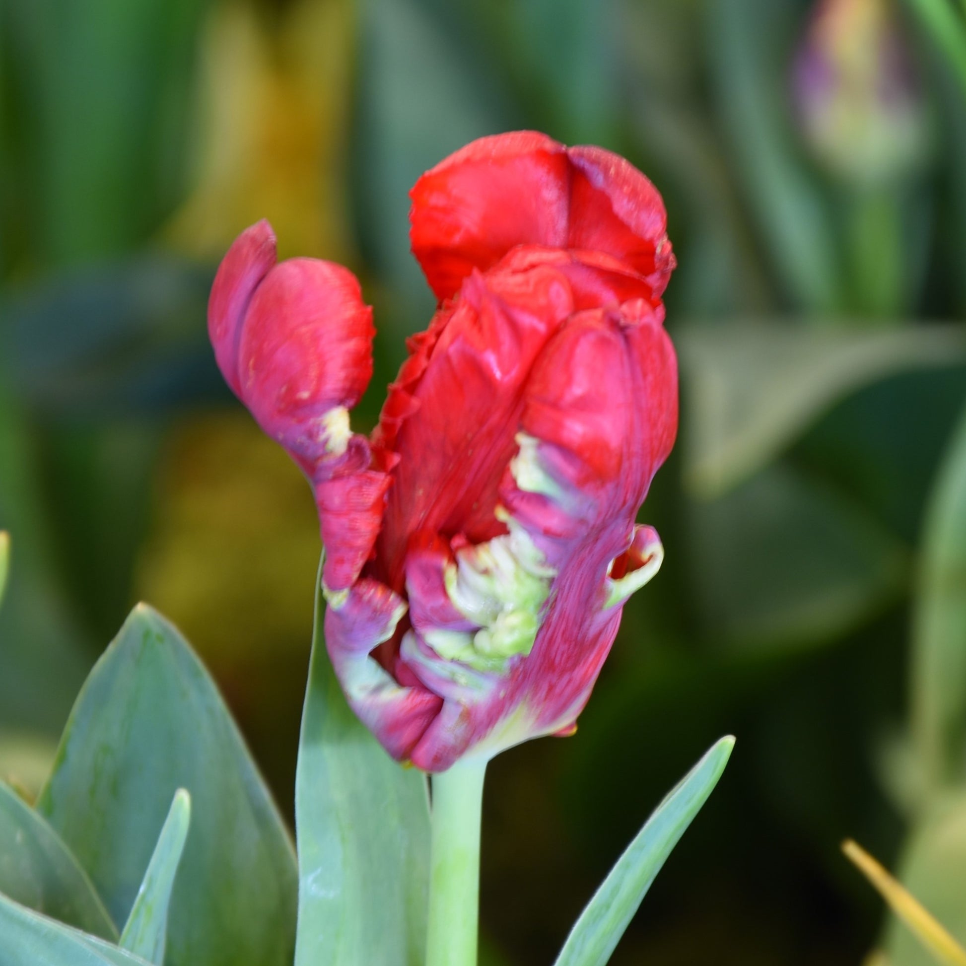 Tulipa Seadov Parrot