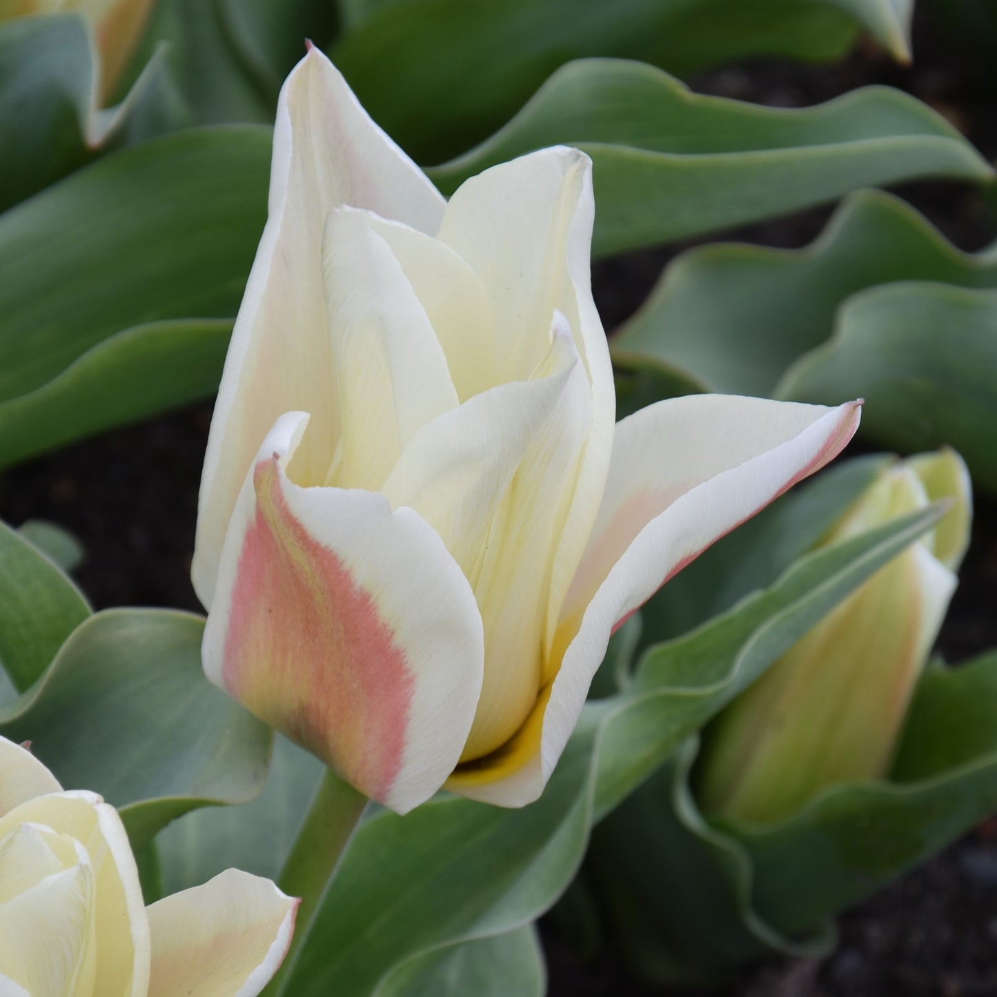 Tulipa Serano
