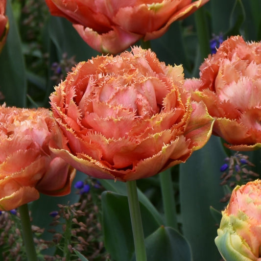 Tulipa Sensual Touch