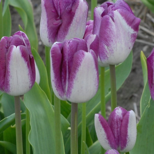 Tulipa Shiun