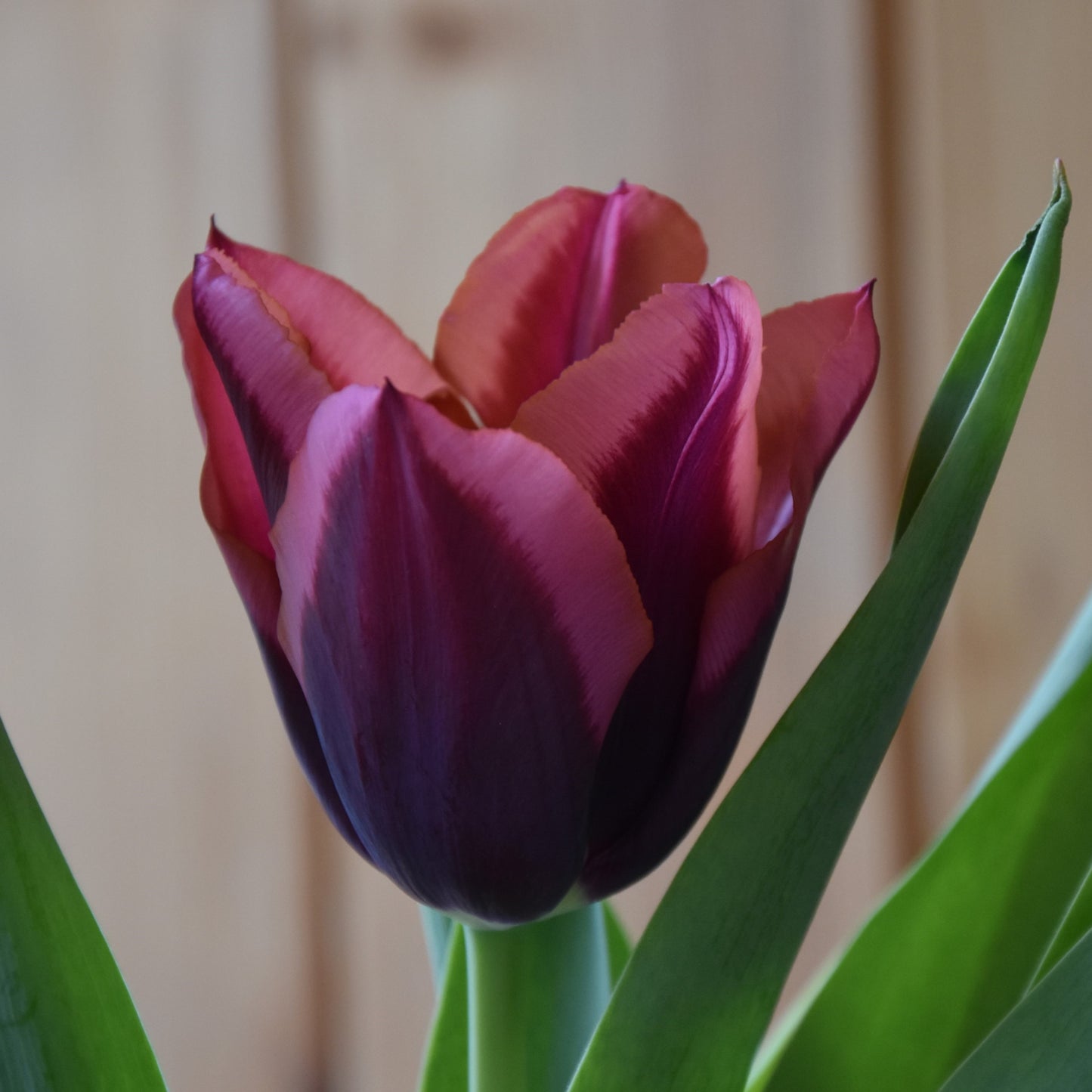 Tulipa Slawa