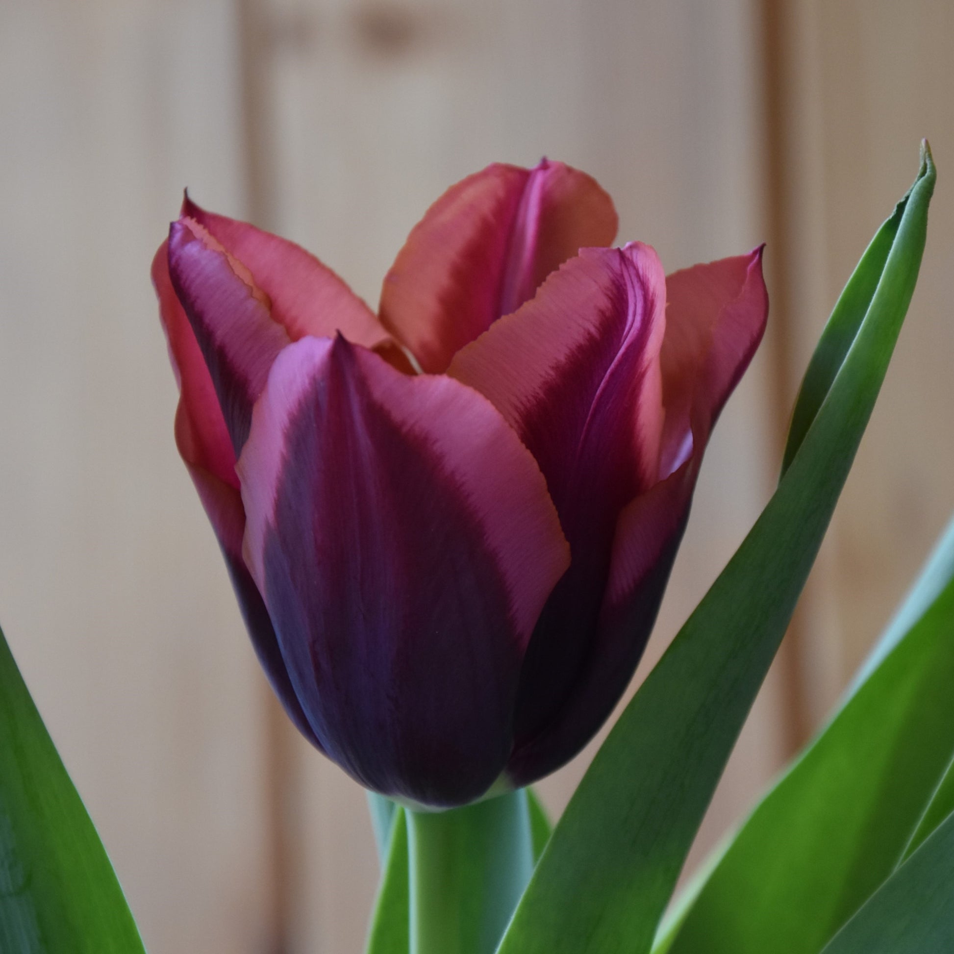 Tulipa Slawa