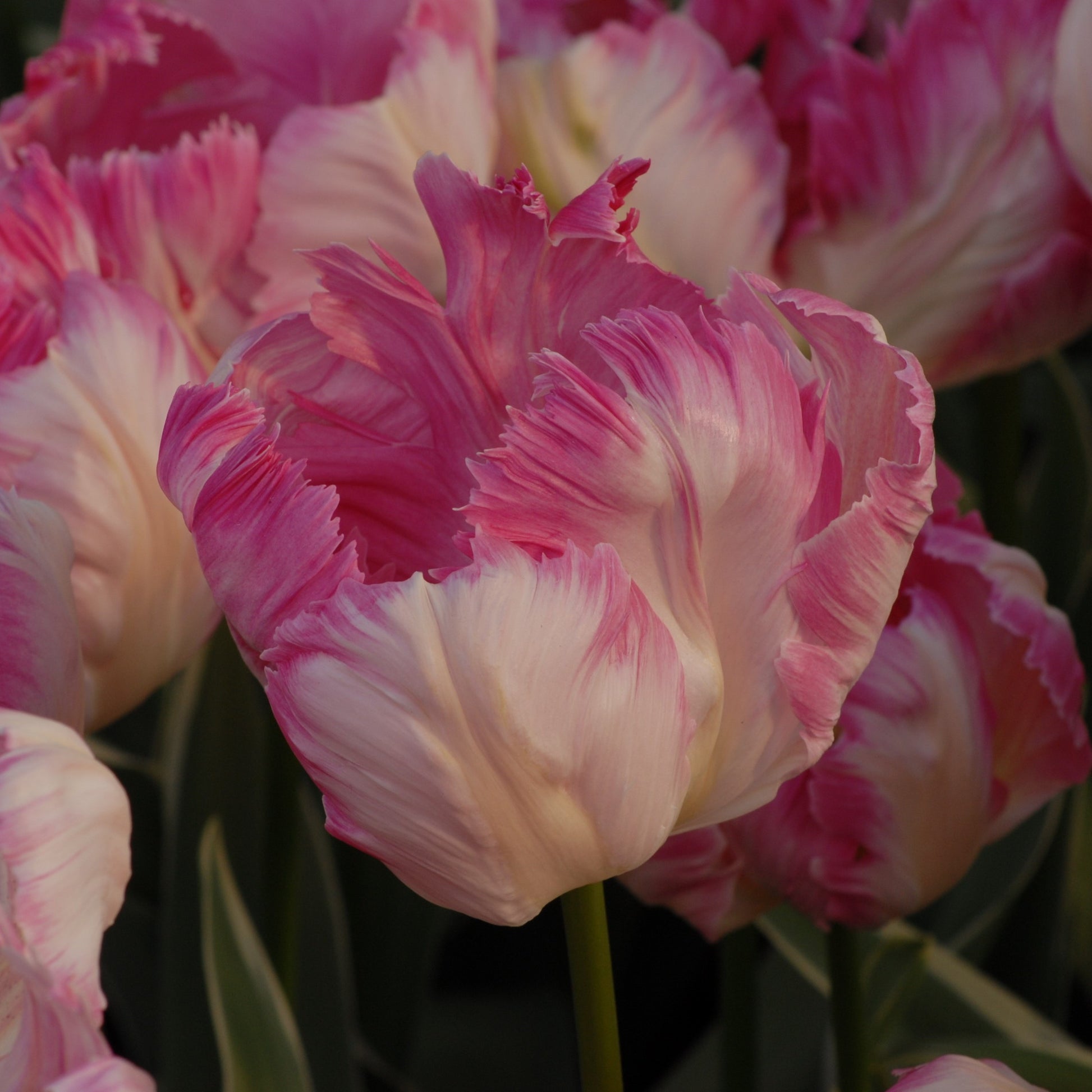 Tulipa Silver Parrot