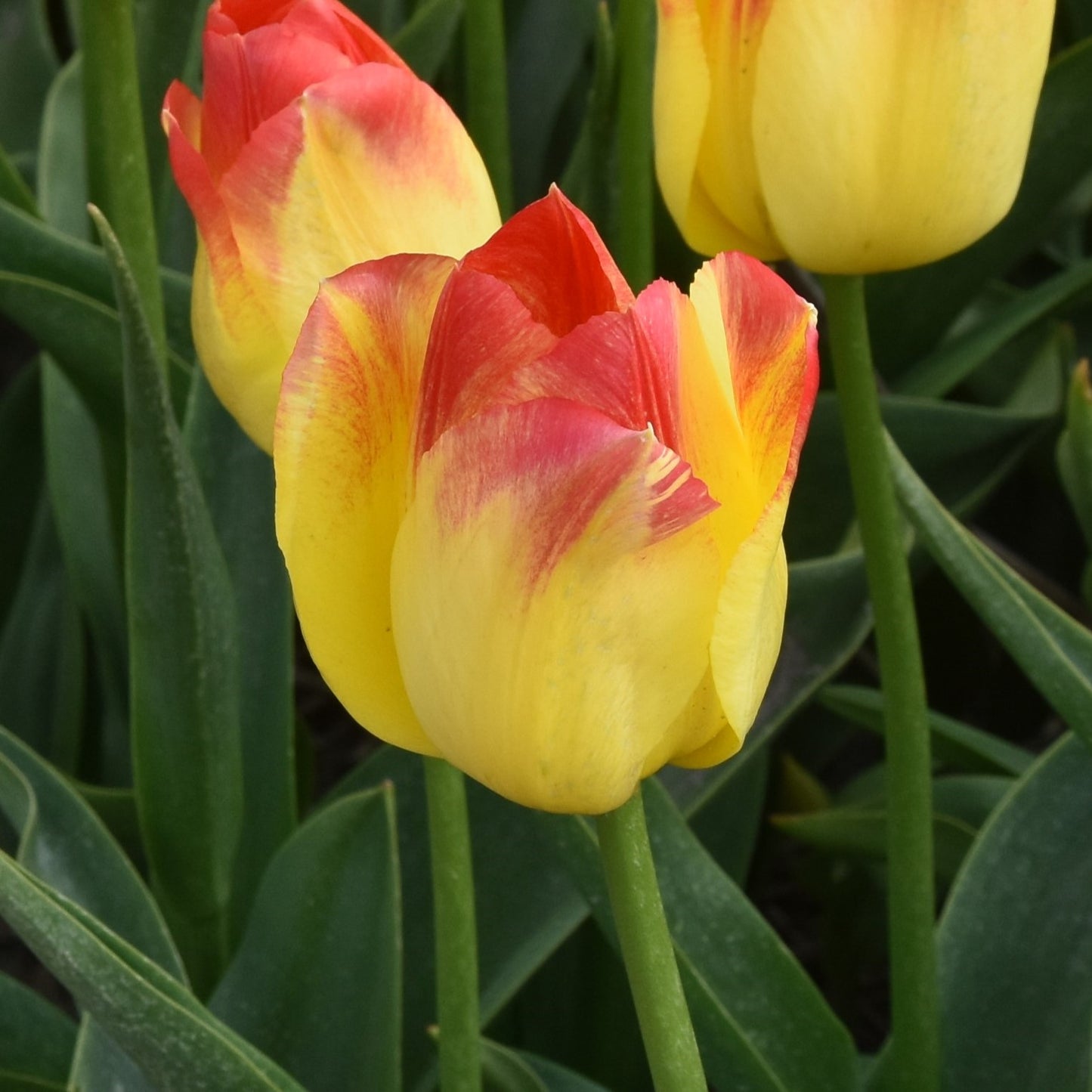 Tulipa Suncatcher