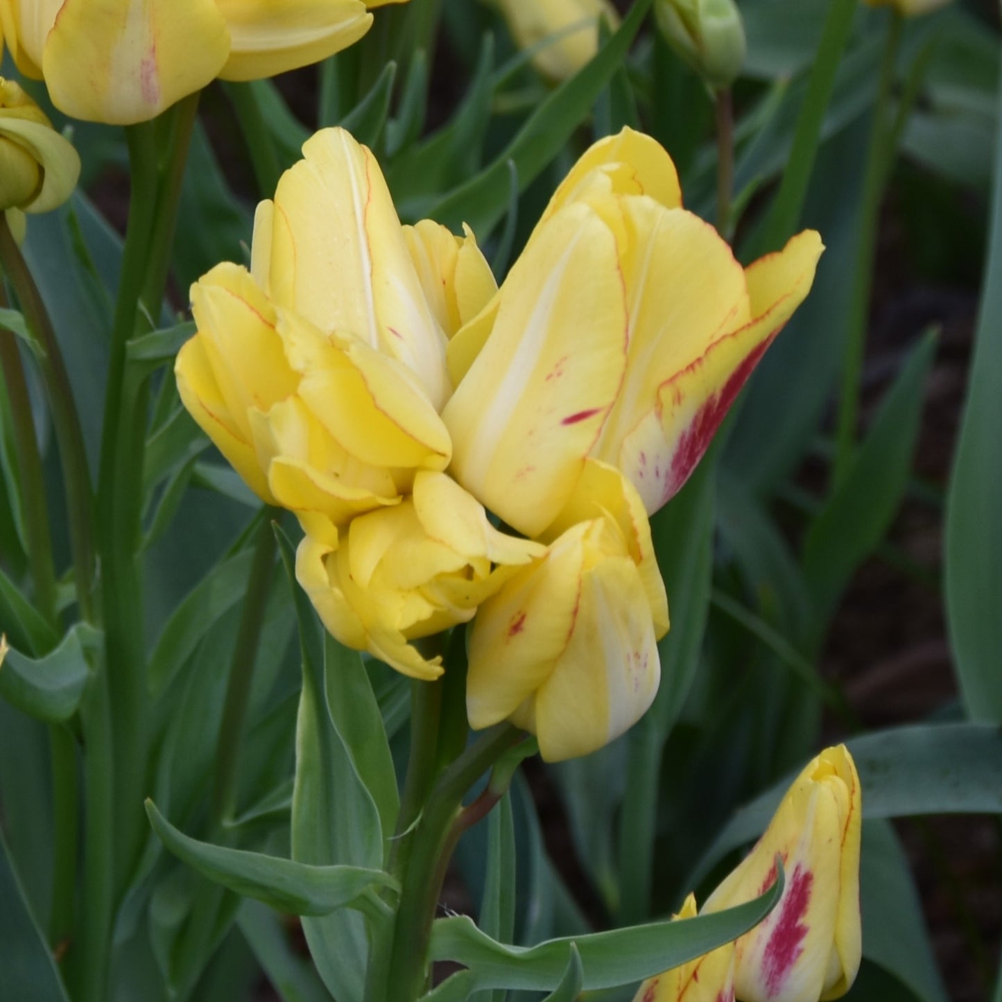 Tulipa Sunshine Club