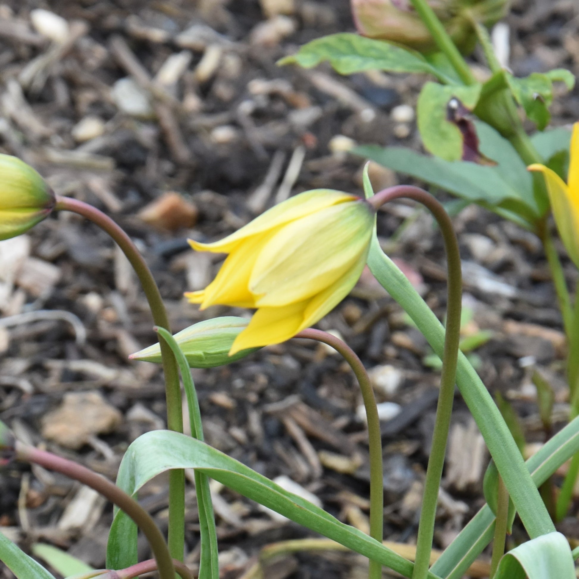 Tulipa sylvestris