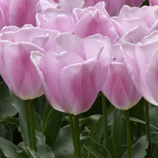 Tulipa Synaeda Amor