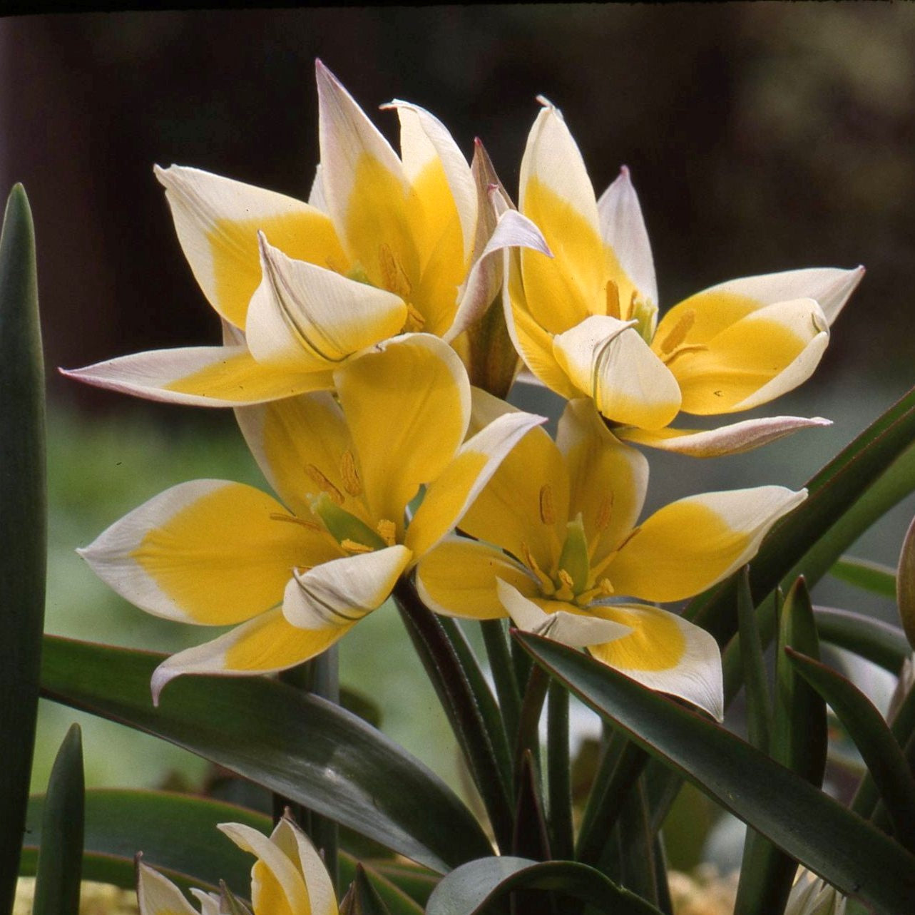 Tulipa tarda
