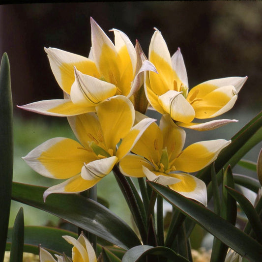 Tulipa tarda