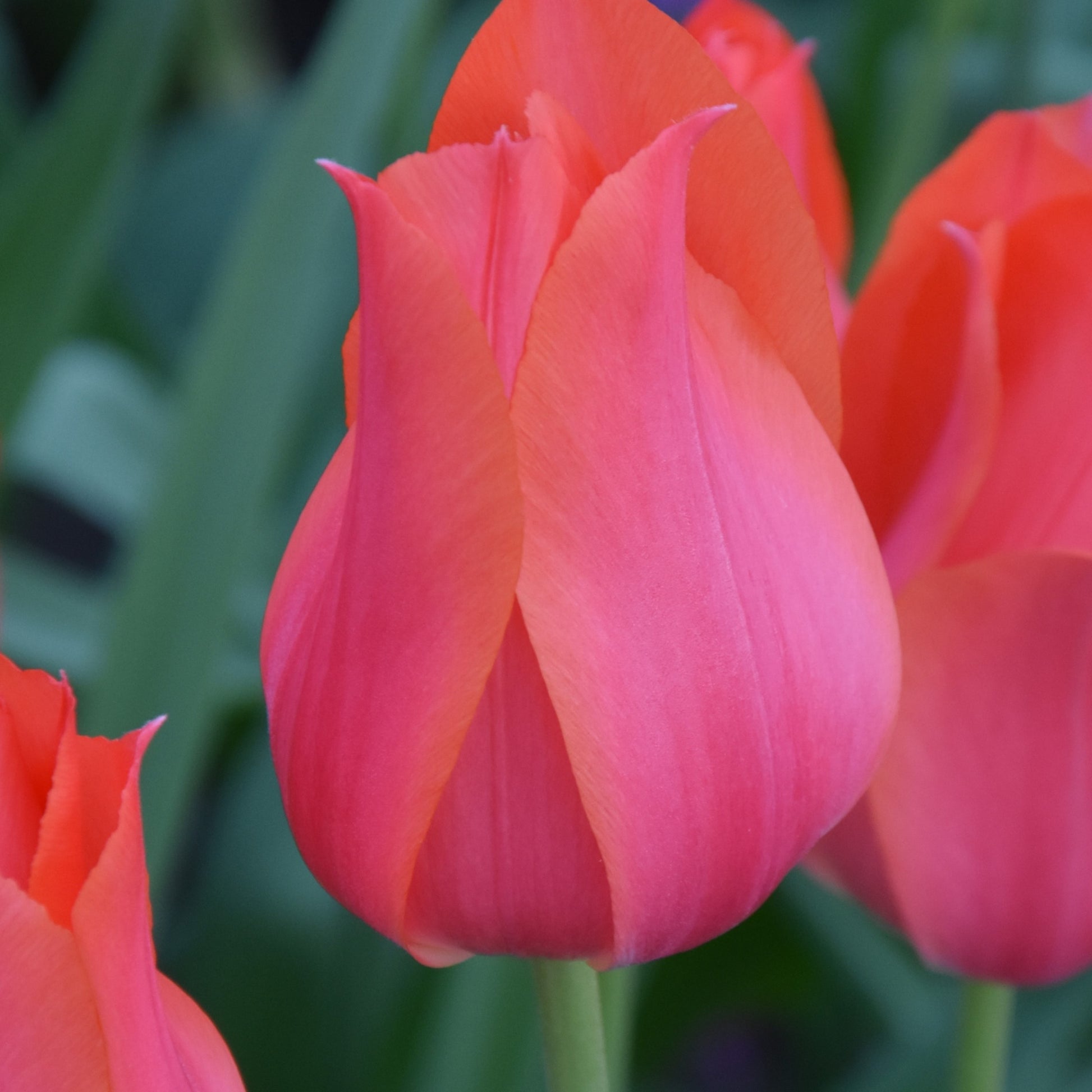 Tulipa Temple of Beauty