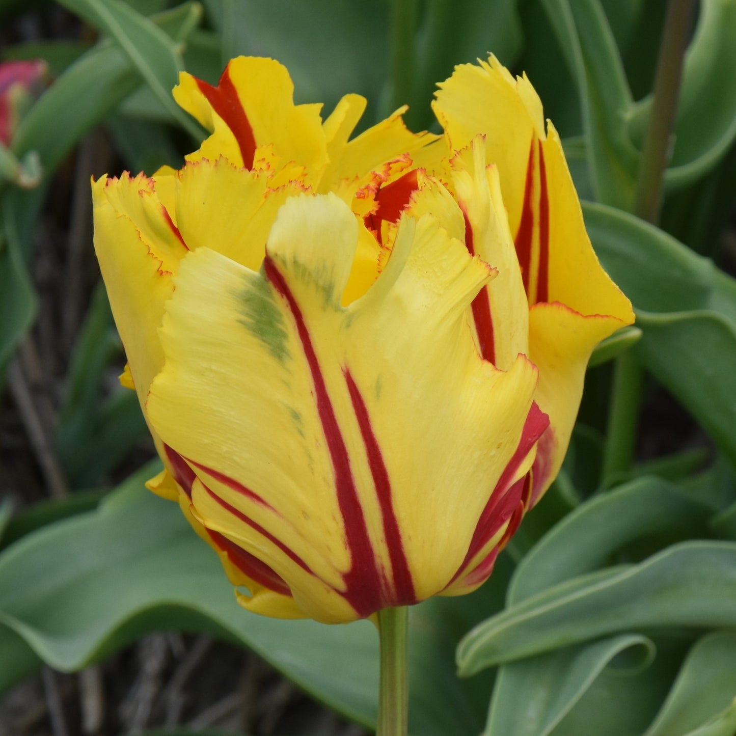 Tulipa Texas Flame