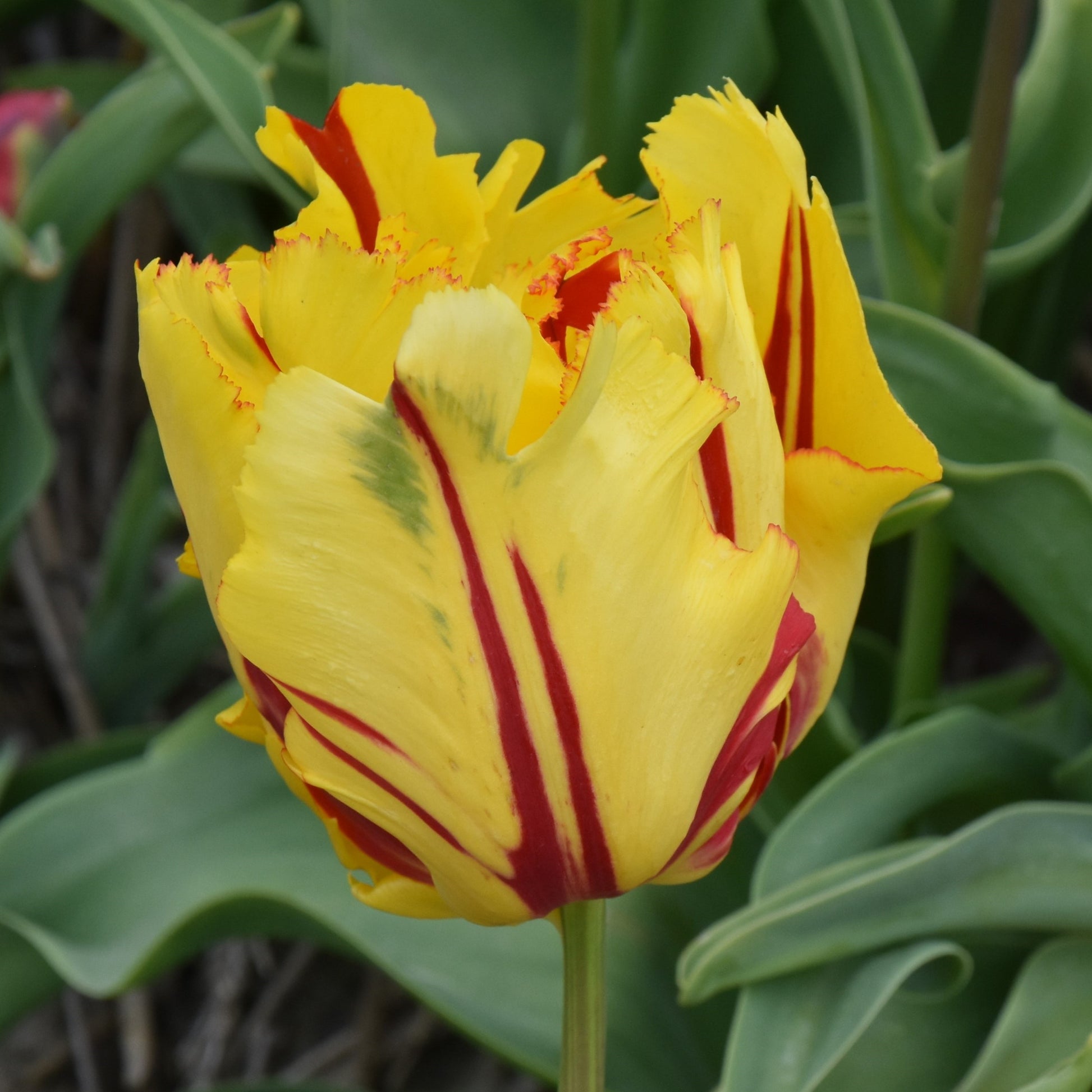 Tulipa Texas Flame