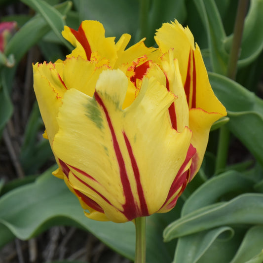 Tulipa Texas Flame