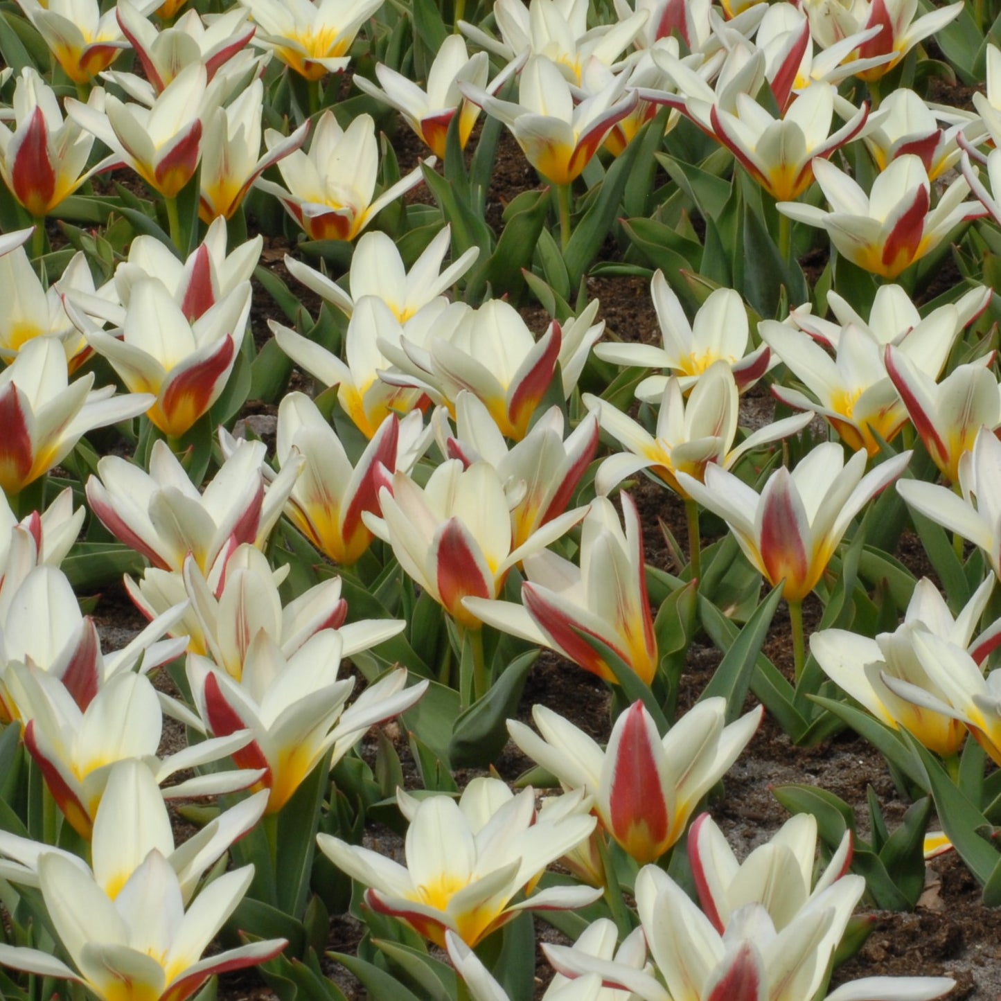 Tulipa The First