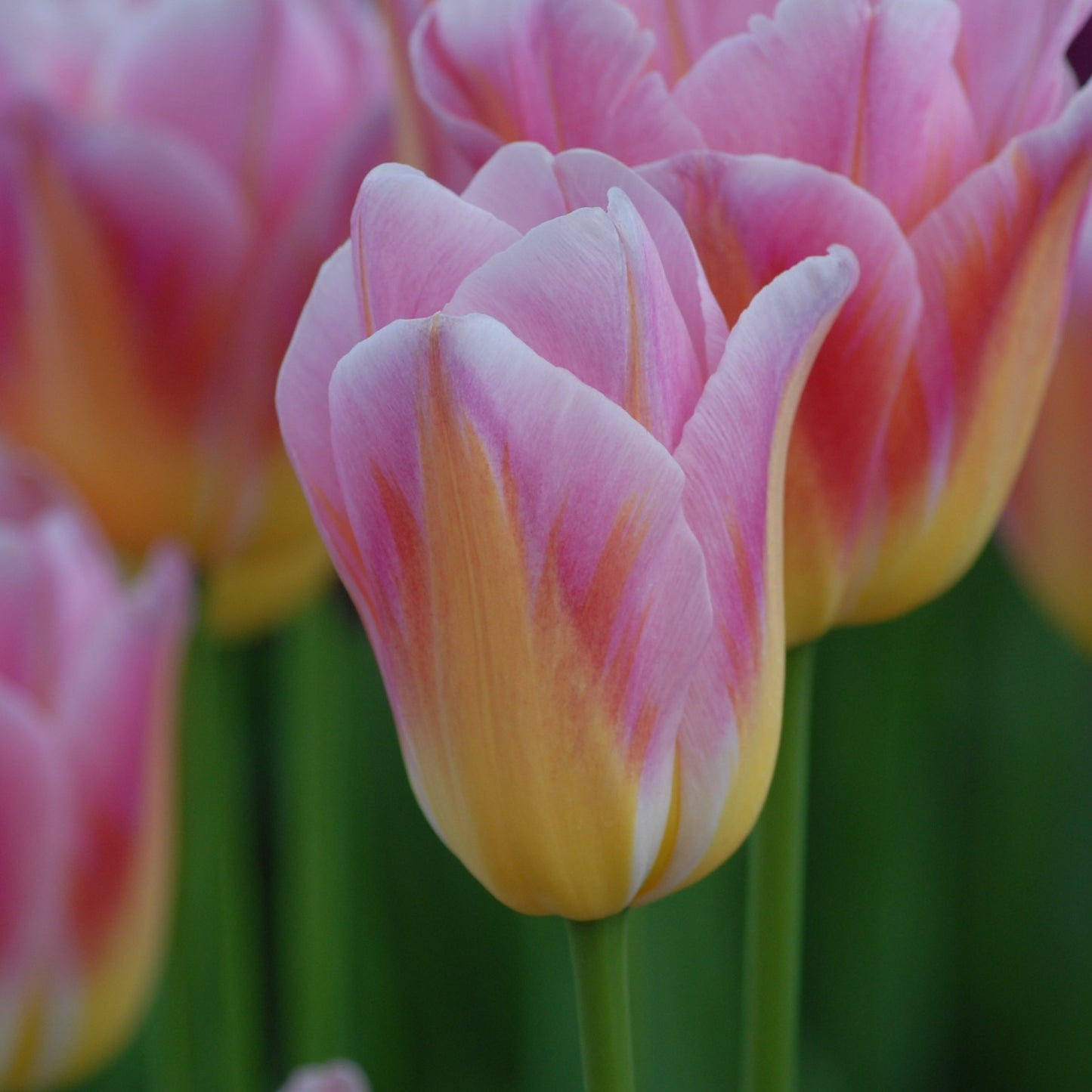 Tulipa Tom Pouce