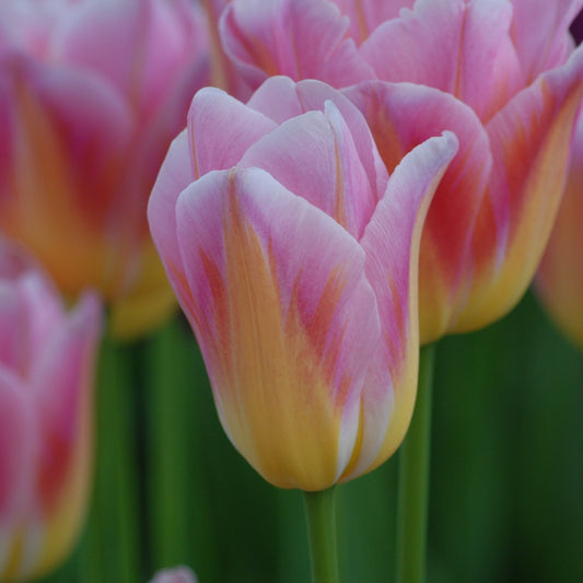 Tulipa Tom Pouce