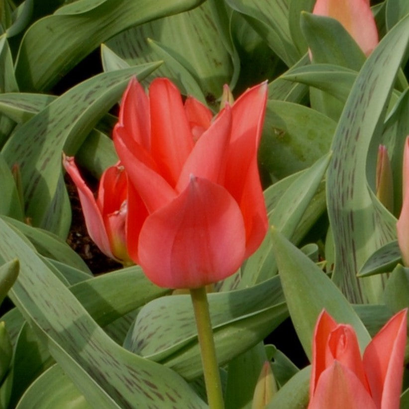 Tulipa Toronto