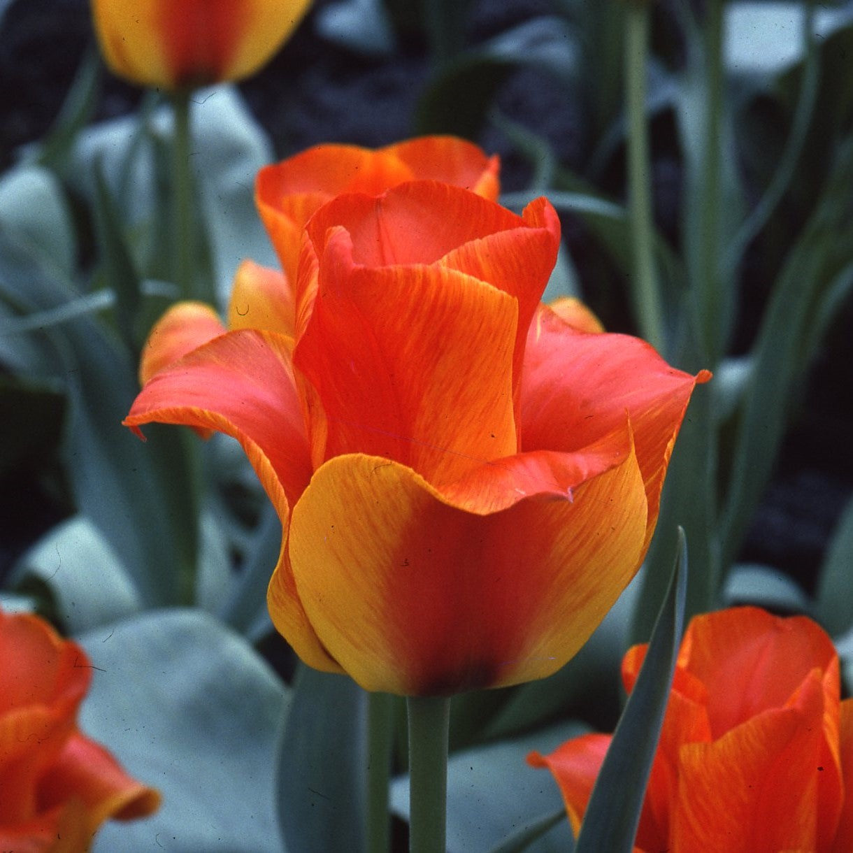 Tulipa United States