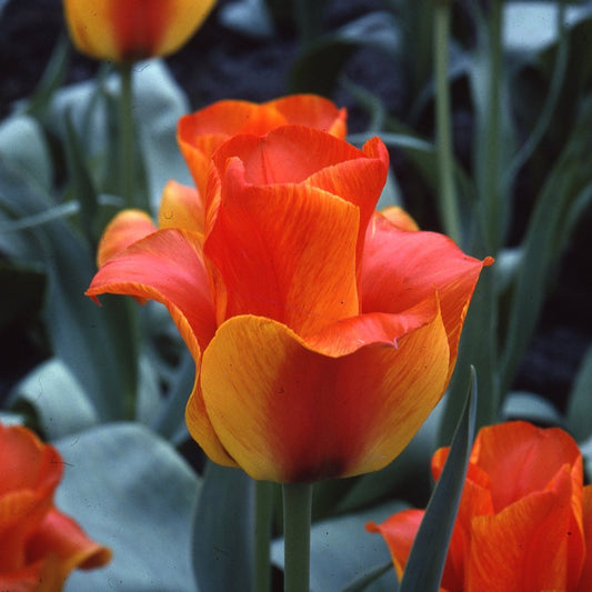 Tulipa United States