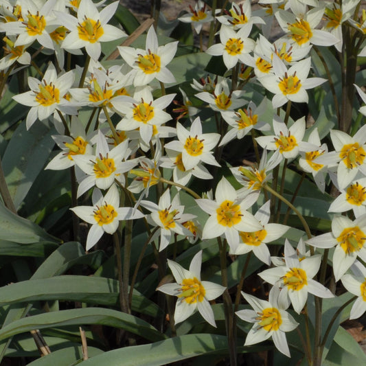 Tulipa turkestanica