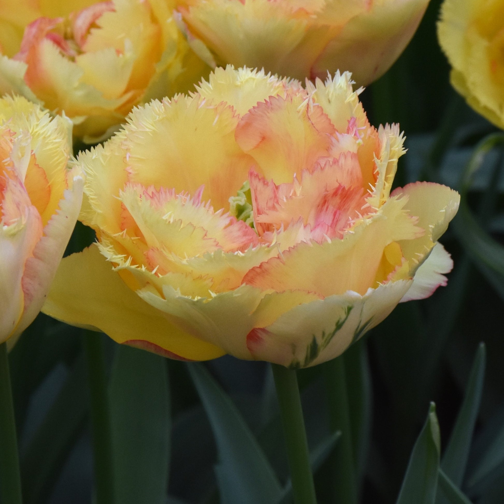 Tulipa Vaya Con Dios
